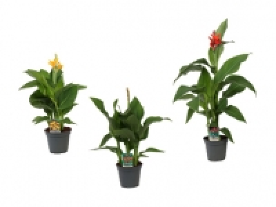 Canna Mix Blumenrohr CHF 9.99