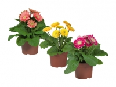 Gerbera CHF 2.99