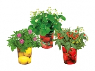 Fruchtpflanzen im Becher CHF 3.99