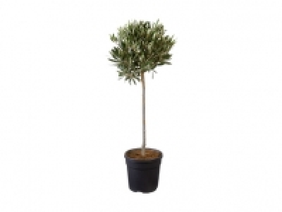 Oliven-Stämmchen CHF 17.99