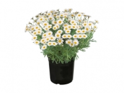 Italienischer Margaritenbusch CHF 7.49