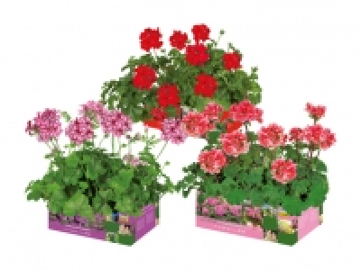 Geranien stehend/ h&auml;ngend CHF&nbsp;3.79