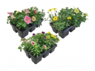 Beetpflanzenmix «Kollektion» CHF 3.99