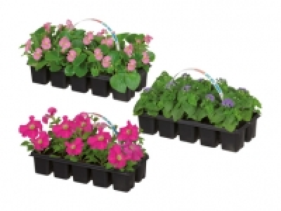 Beetpflanzenmix CHF 2.49