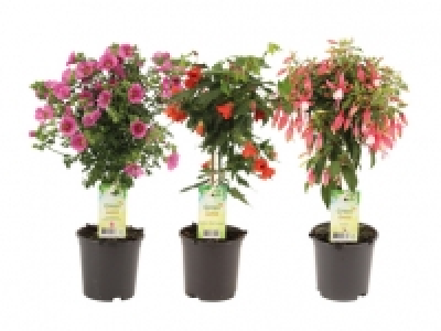 Terassenstämmchen CHF 9.99
