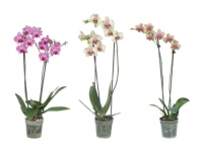 Phalaenopsis 2-Stieler CHF 7.95