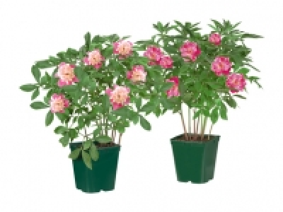 Pfingstrosen CHF 9.99