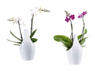 Phalaenopsis in Designkeramik CHF 12.99