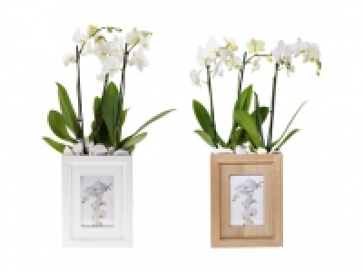 Phalaenopsis in Foto Box CHF 19.99