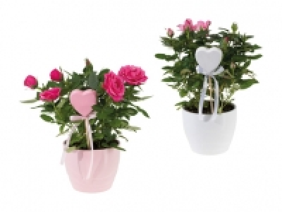 Topfrosen und Kalanchoe in Keramik CHF 5.99