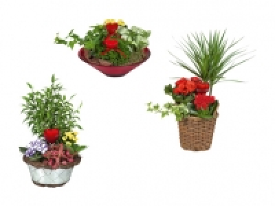 Bepflanzte Muttertagsschale CHF&nbsp;9.99