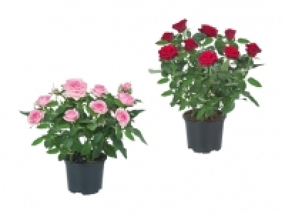 Topfrosen CHF 2.99