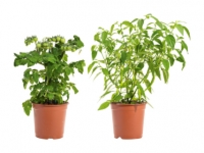 Balkongemüse CHF 7.49