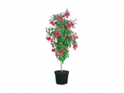 Fuchsienhochstamm