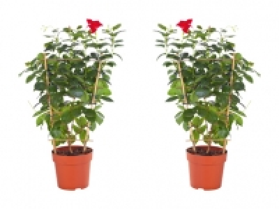 Dipladenia am Spalier CHF 6.99