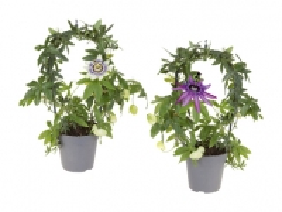 Passiflora Bogen CHF 5.99