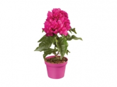 Bougainvillea Midi CHF 2.99
