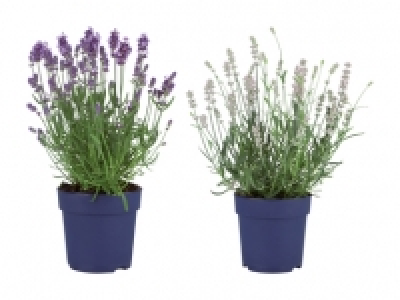 Lavendel Angustifolia CHF 2.49