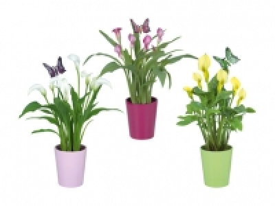 Calla im Keramikübertopf CHF 6.99