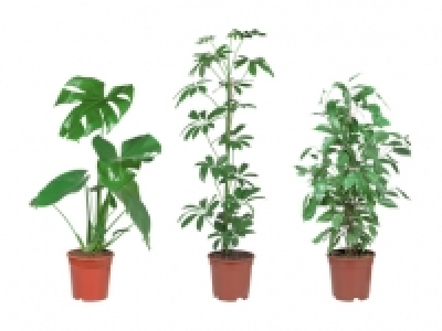Grünpflanzenmix CHF 7.99