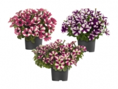 Petunien zweifarbig CHF 1.99