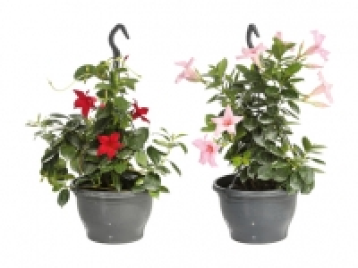 Dipladenia Ampel CHF 9.99