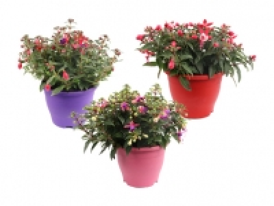 Fuchsien-Mix «Bella» CHF 5.99