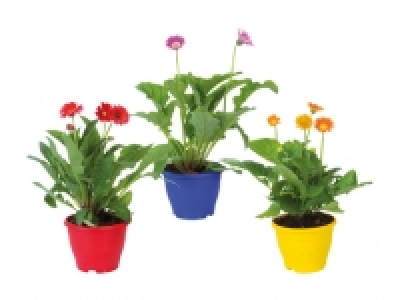 Gerbera In & Outdoor XXL CHF 14.99