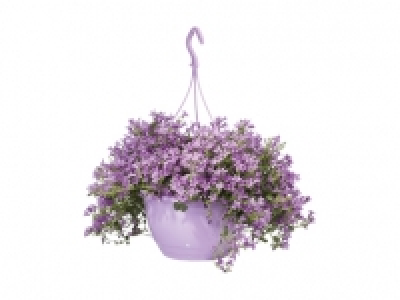 Campanula Ampel CHF 12.99