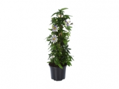 Passiflora Pyramide CHF 12.99