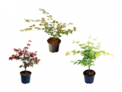 Acer Palmatum CHF 9.99