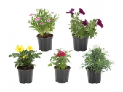 Beetpflanzen CHF 1.49