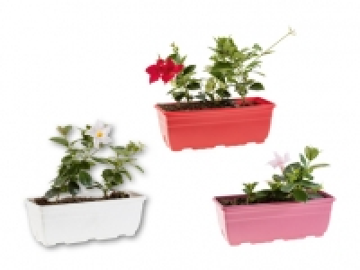 Dipladenia Kasten CHF 9.99
