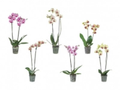 Phalaenopsis 2 Stieler CHF 7.95