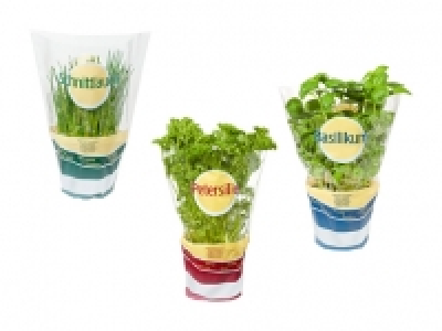 Gartenkräuter CHF 1.49