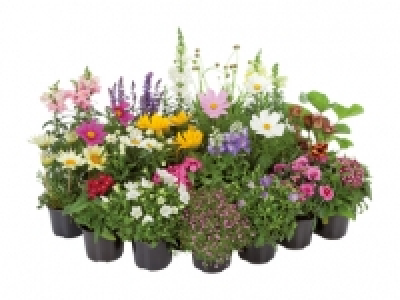 Staudenmix CHF 2.99