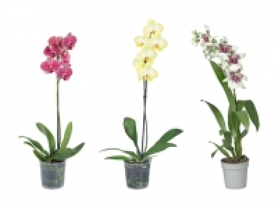 Orchideen CHF 5.99