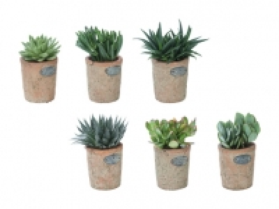 Sukkulenten in Design-Terracotta CHF 4.99