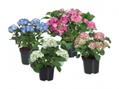Gartenhortensien CHF 6.99