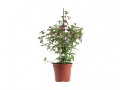 Fuchsien CHF 5.99