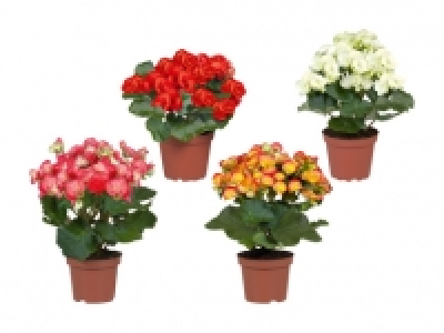 Begonien CHF 2.99