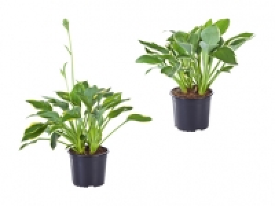 Funkie Hosta CHF 4.99
