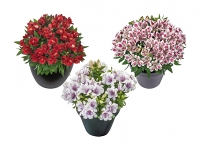 Alstromeria CHF 9.99