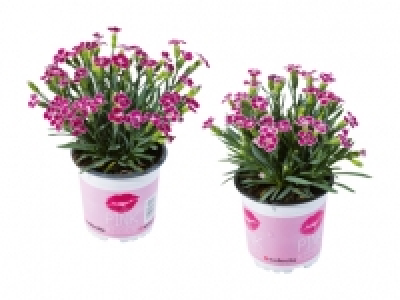 Dianthus «Pink Kisses» CHF 2.49