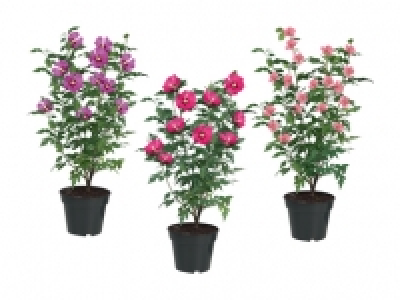 Gartenhibiskus CHF 5.99