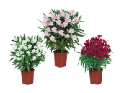 Oleander CHF 6.99