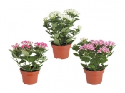 Bouvardia Bellevardia CHF 3.99