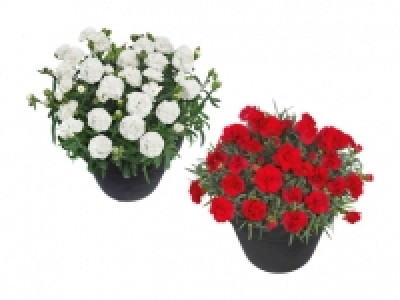 Dianthus adorables CHF 1.99