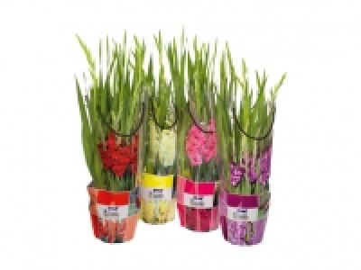 Gladiolen XL CHF 12.99