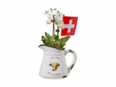 Mini Orchideen in Kuhtasse zum 1. August